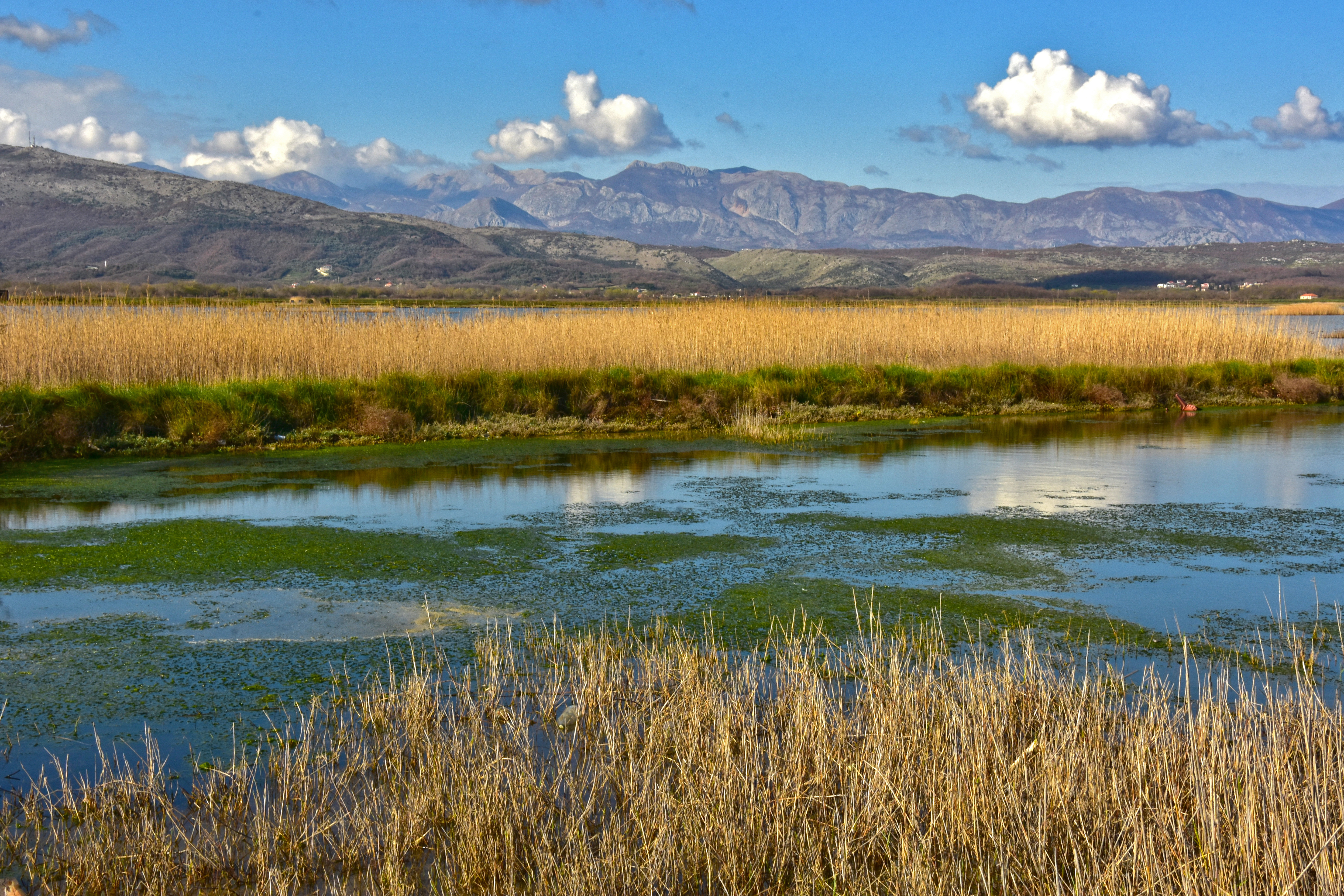 Reeds at Ulcinj Solana 